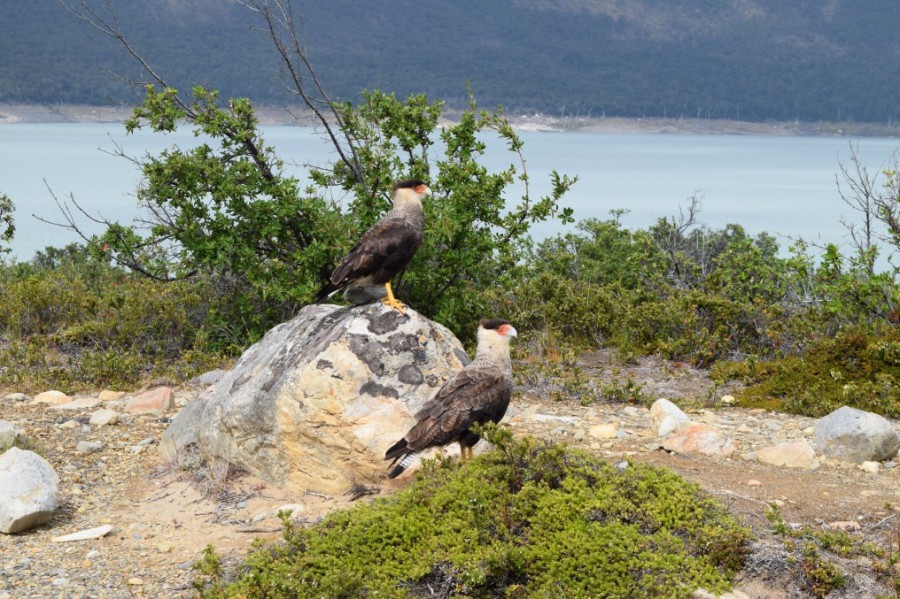 Argentyna - Park Narodowy Los Glaciares - Karakara czarnobrzucha