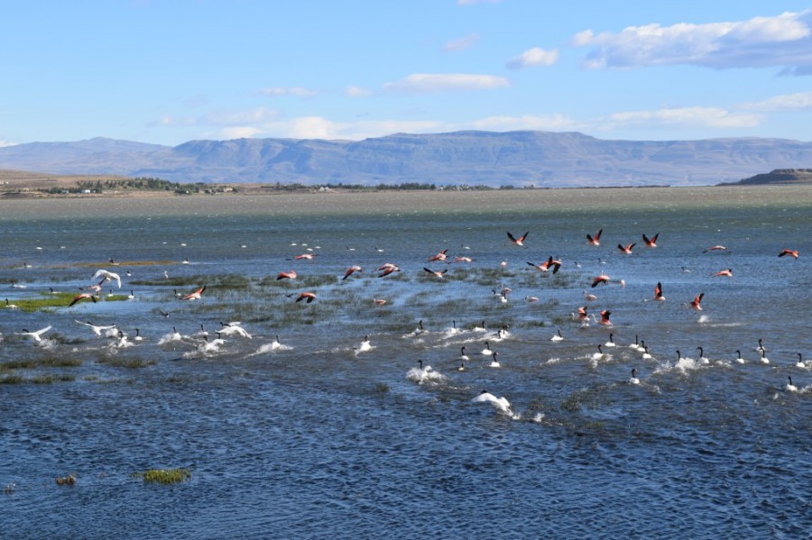 Argentyna - El Calafate - rezerwat Laguna Nimez