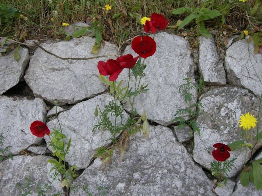 Grecja - Nafplio